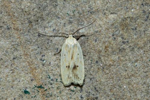 Réf. 266 035 : Agonopterix kaekeritziana